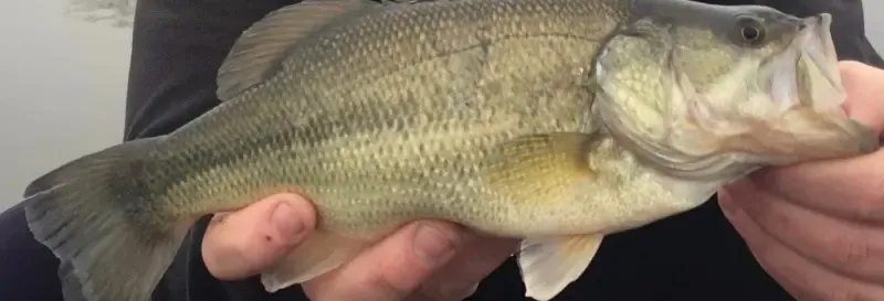 Private pond dedicated to Black Bass – Day fishing near Valenciennes