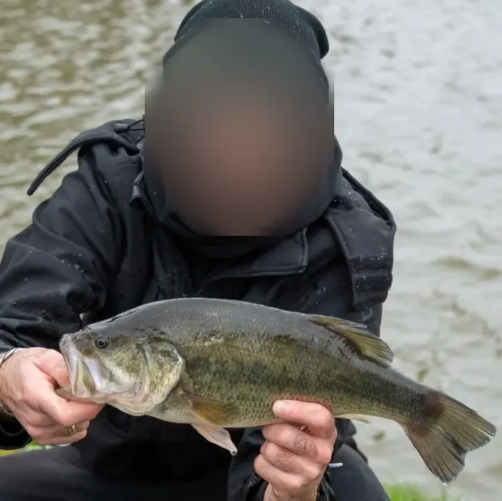 Private pond dedicated to Black Bass – Day fishing near Valenciennes