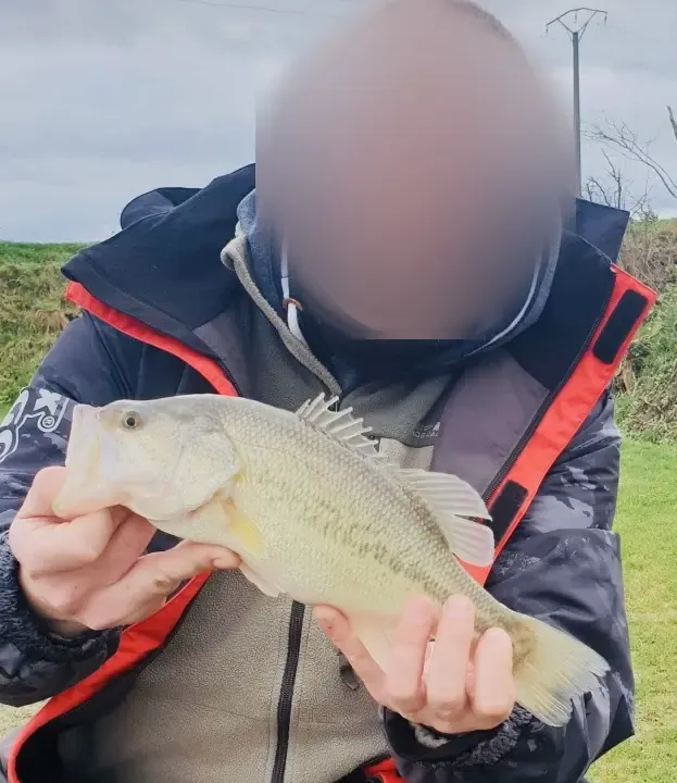 Private pond dedicated to Black Bass – Day fishing near Valenciennes