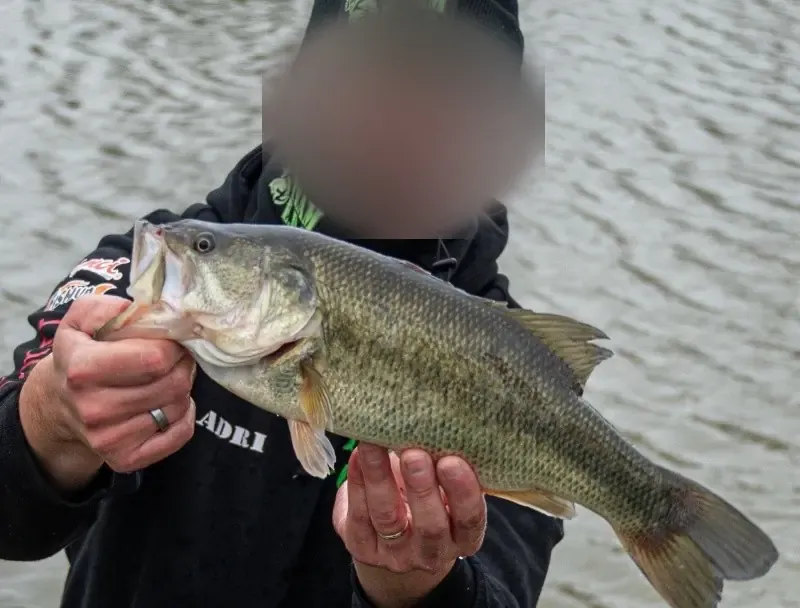 Private pond dedicated to Black Bass – Day fishing near Valenciennes