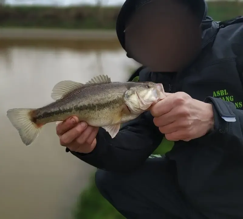 Private pond dedicated to Black Bass – Day fishing near Valenciennes