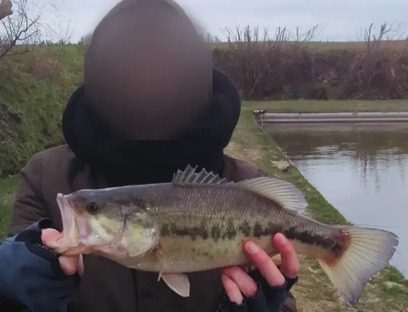 Private pond dedicated to Black Bass – Day fishing near Valenciennes