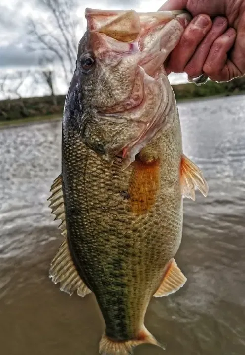 Private pond dedicated to Black Bass – Day fishing near Valenciennes