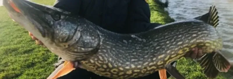 Carnodrome for pike and snail fishing near Valenciennes