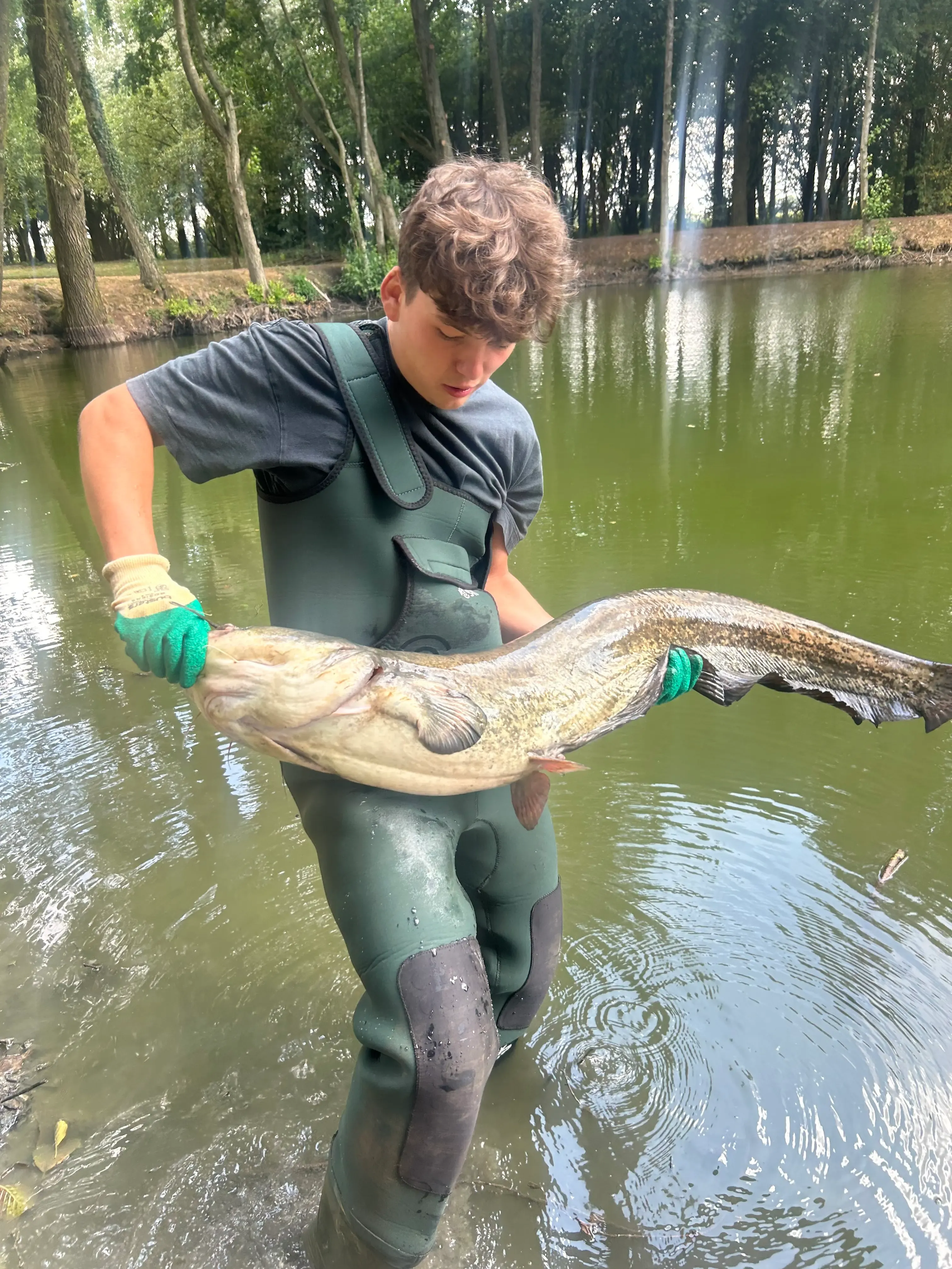 Silure fishing on a 1 hectare private pond near Mons (Belgium)