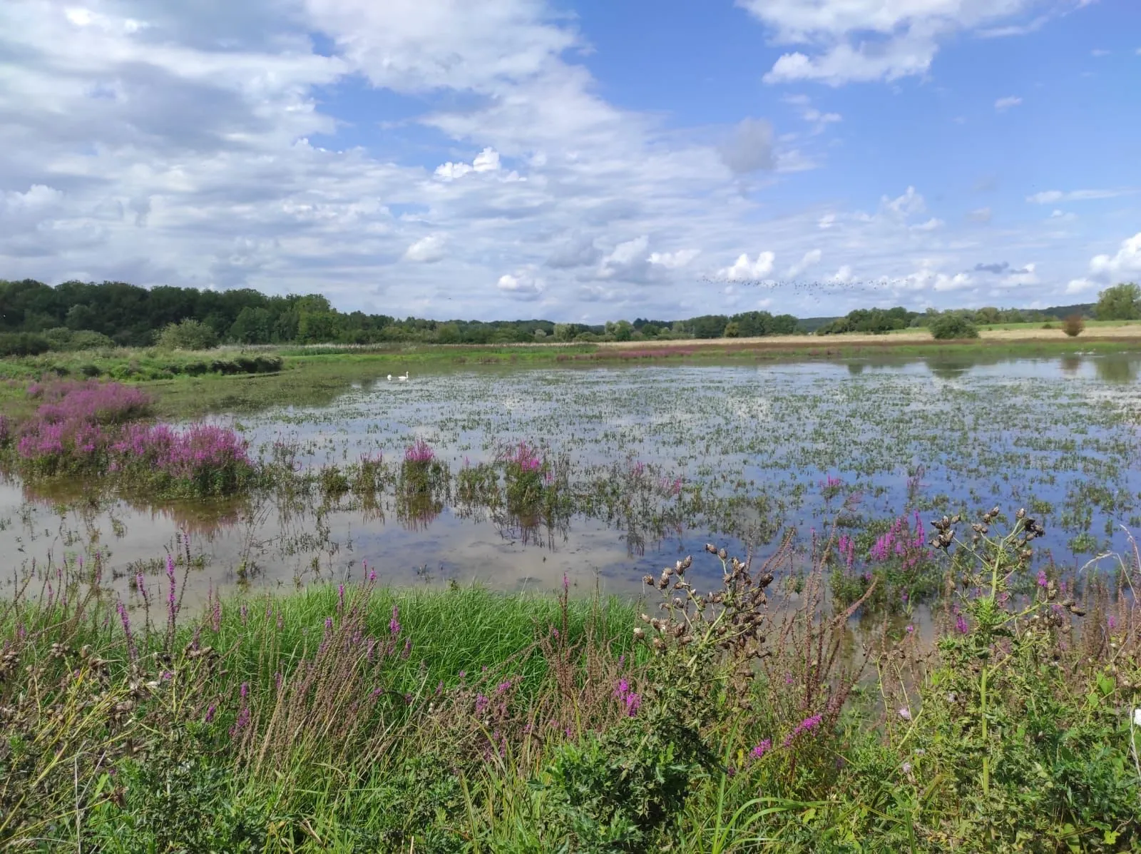 Deux étang de 5ha et 1ha à louer pour pêcher