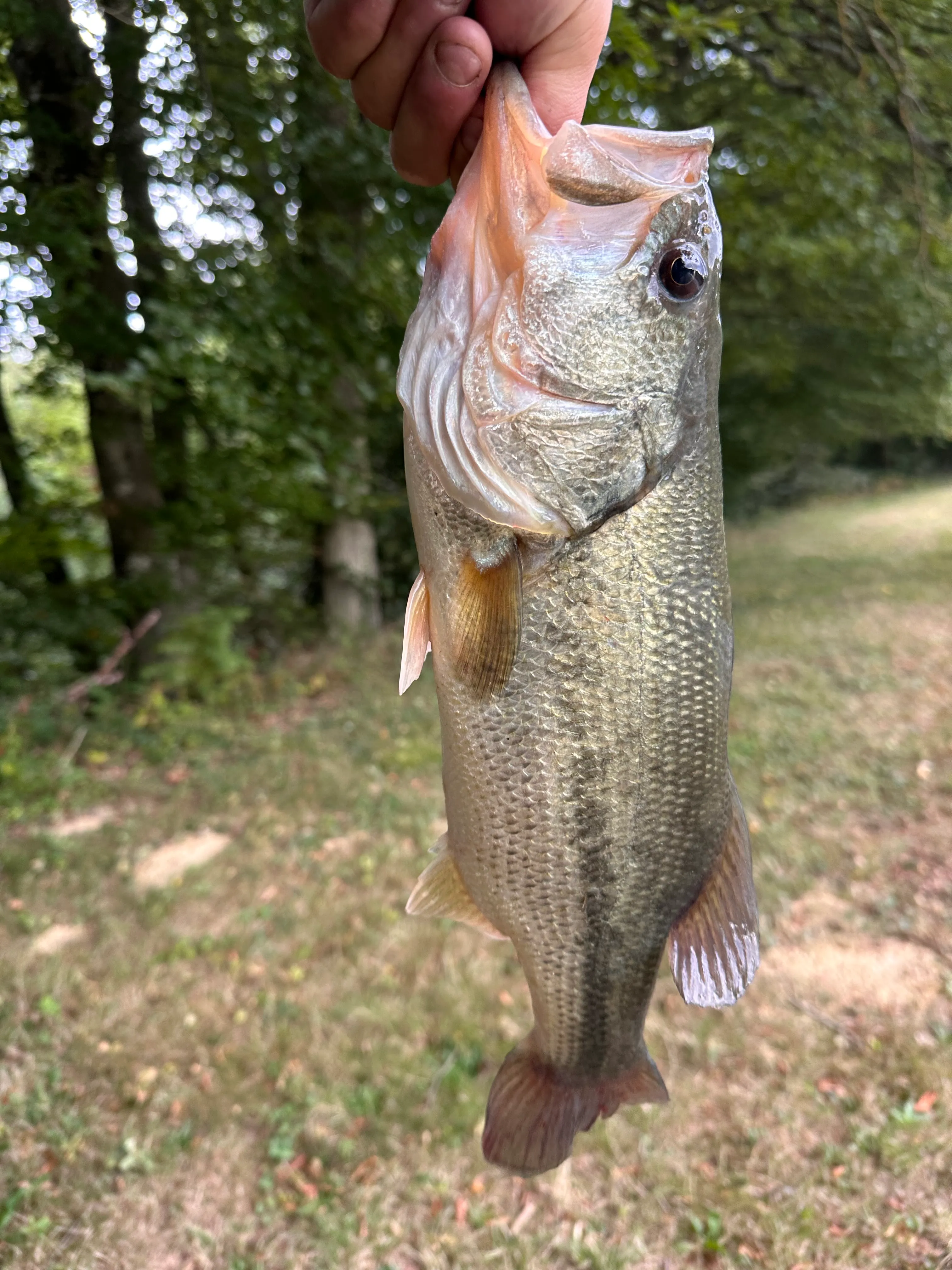 Chalet avec étang privé au cœur d’une propriété de 10 hectares