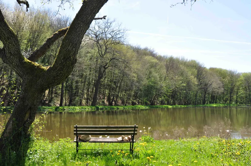 Séjour de charme en pleine nature avec spa-Sauna et piscine / AN