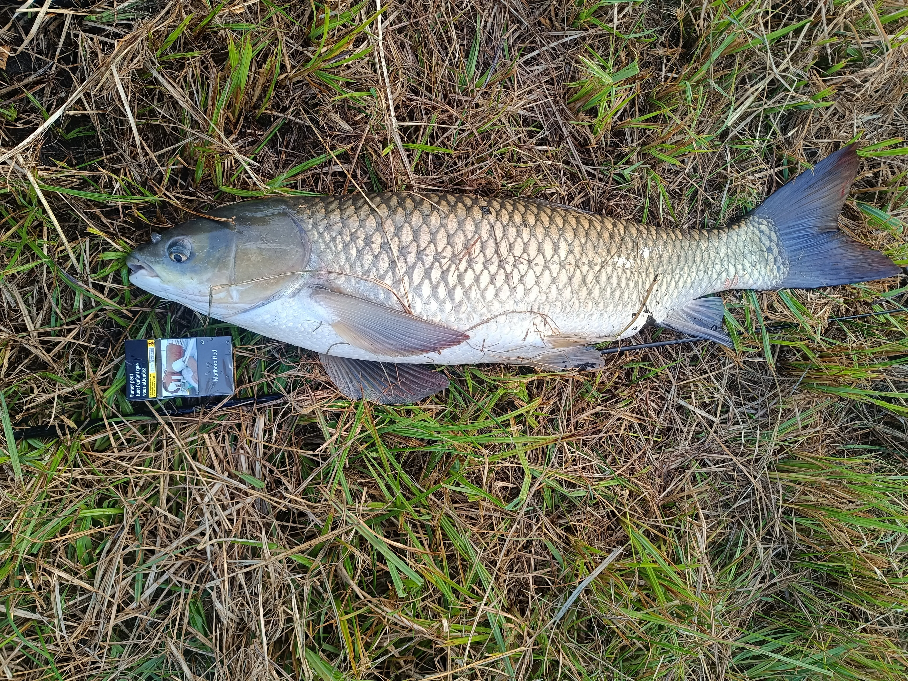 Fishing pond for rent next to Reims