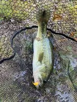 Deux étangs avec gite de pêche en Dordogne pour 4 personnes