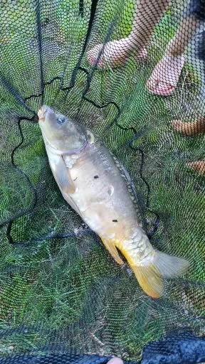 Étang au milieu de la forêt avec chalet