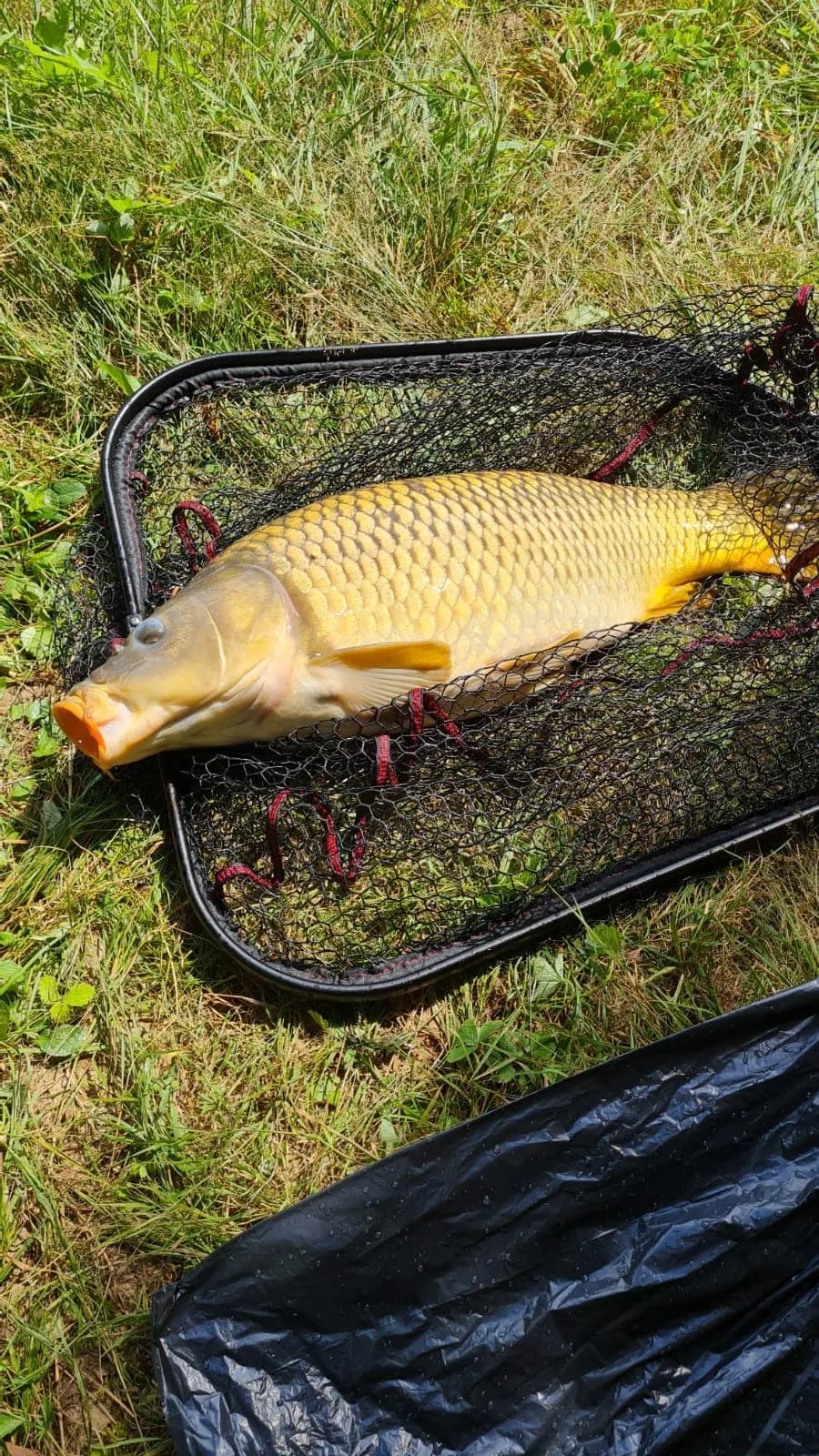 Étang au milieu de la forêt avec chalet