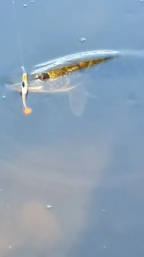 Étang au milieu de la forêt avec chalet