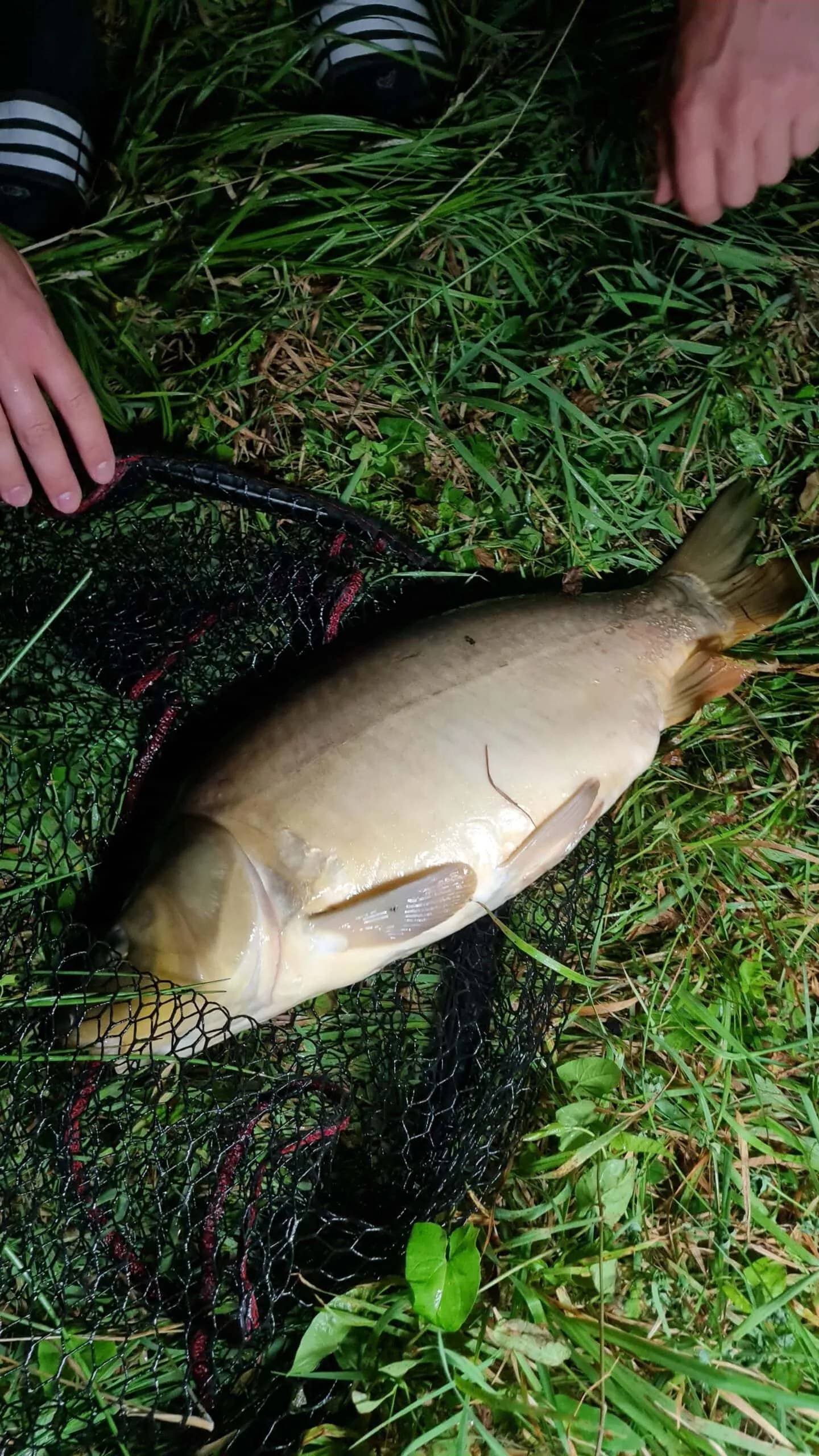 Étang au milieu de la forêt avec chalet