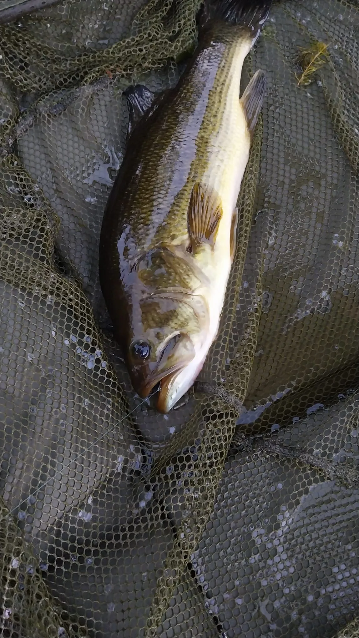 Tent safari with privatization of its pond on an area of 74.13 ac