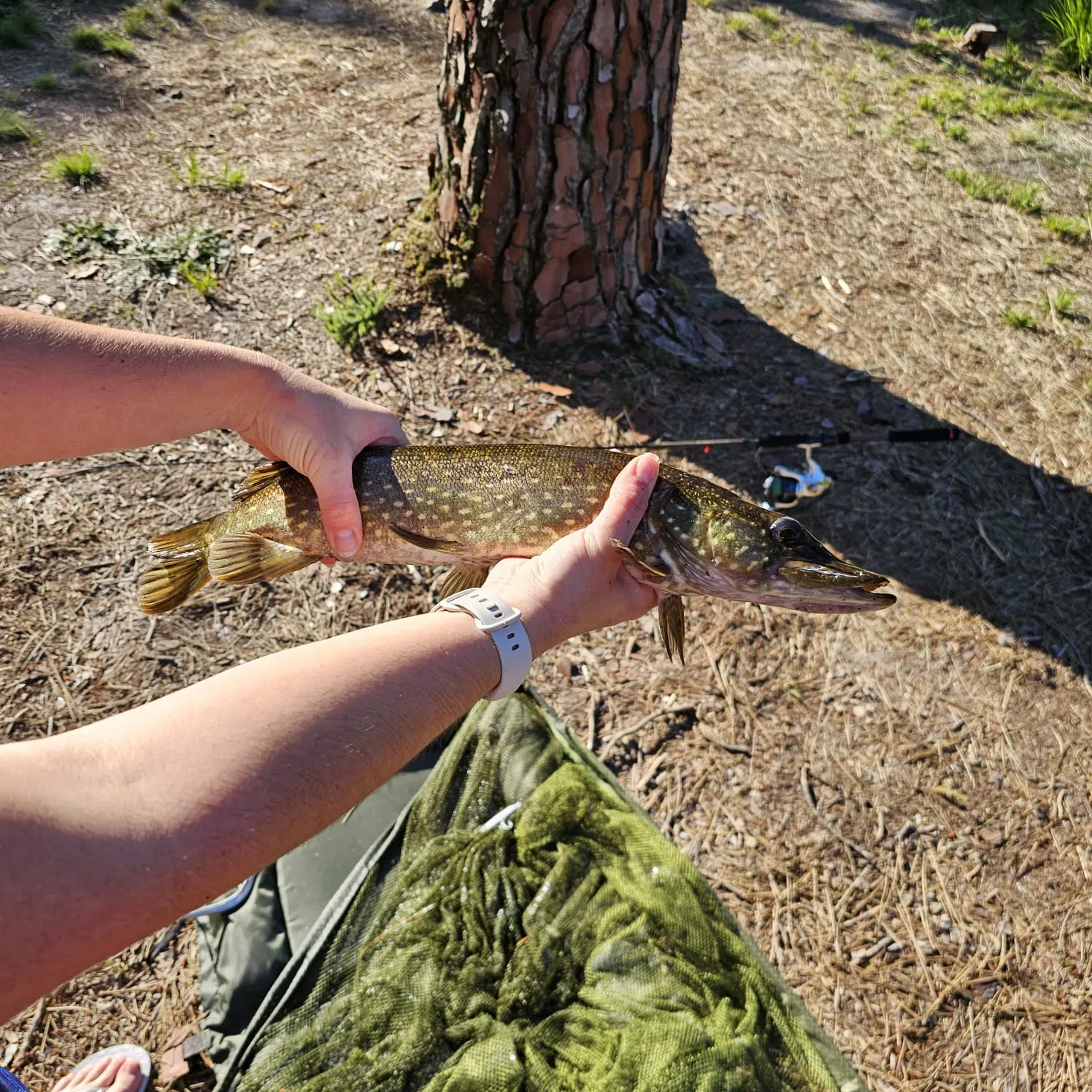 Tent safari with privatization of its pond on an area of 74.13 ac