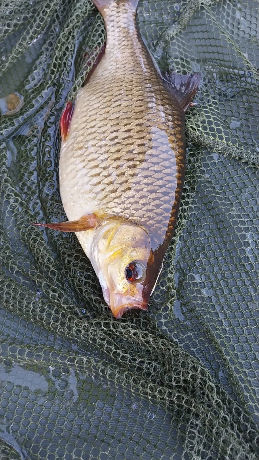 Tent safari with privatization of its pond on an area of 74.13 ac