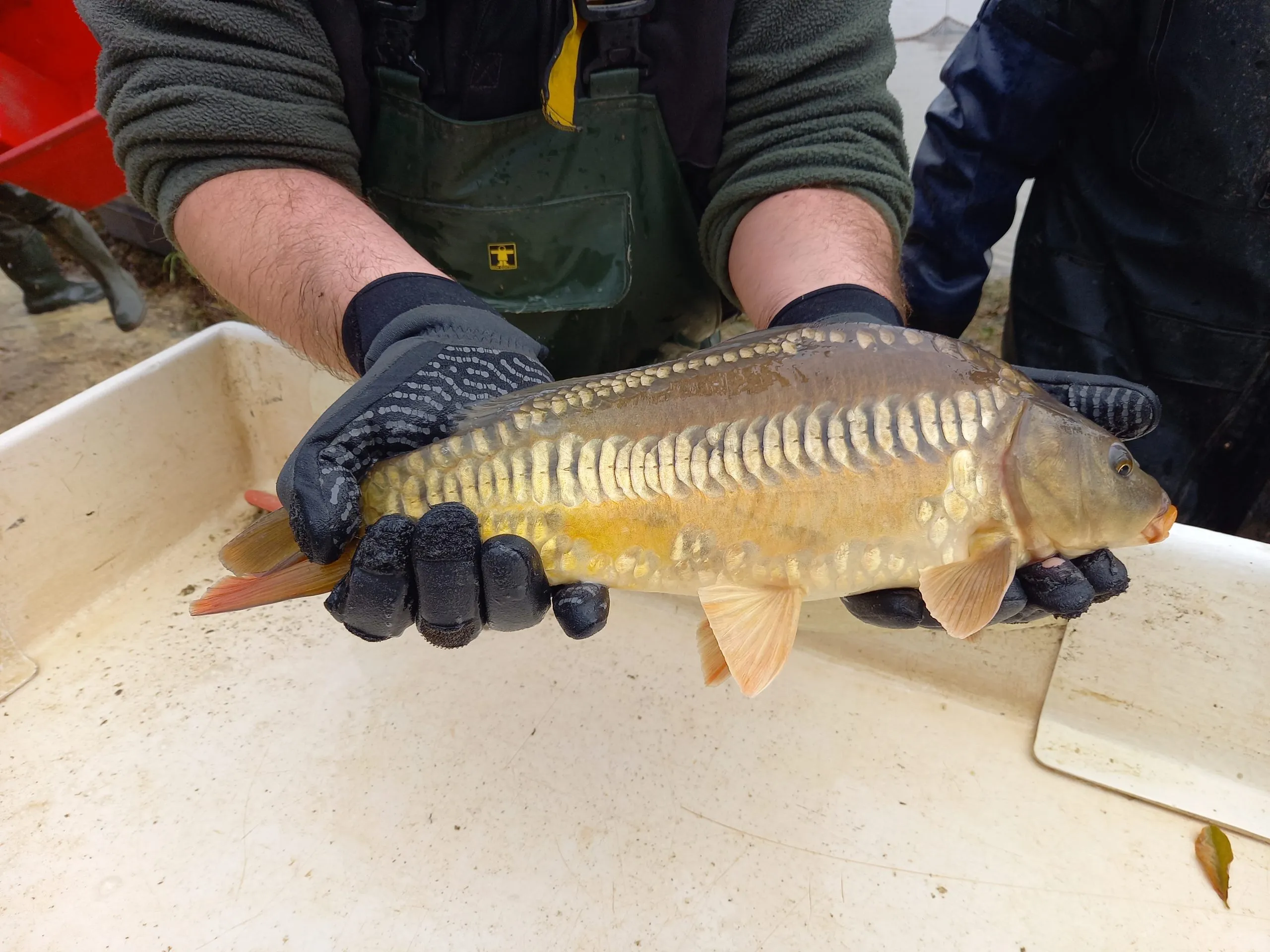 Location étang de 12ha + un étang de 2ha pour la pêche