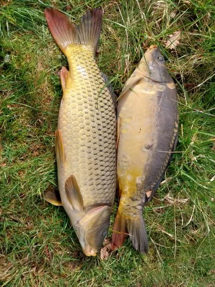 Étang de 4 ha situé en Sologne avec grande maison de chasse de 70 m2