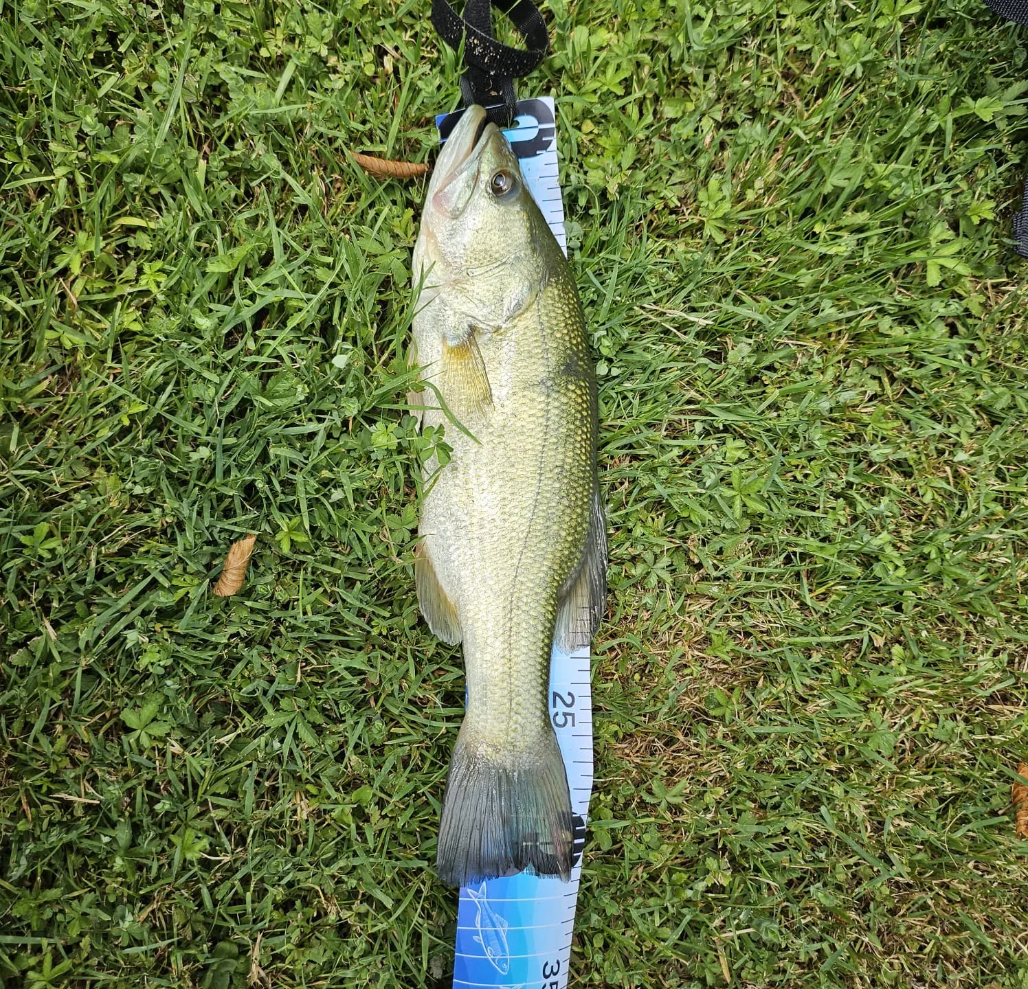 Etang de 2.5ha avec son mobil home en Saône-et-Loire
