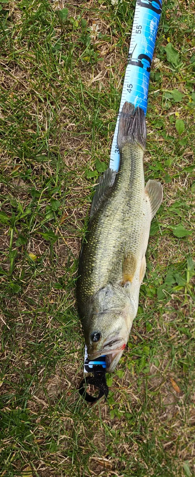 Etang de 2.5ha avec son mobil home en Saône-et-Loire