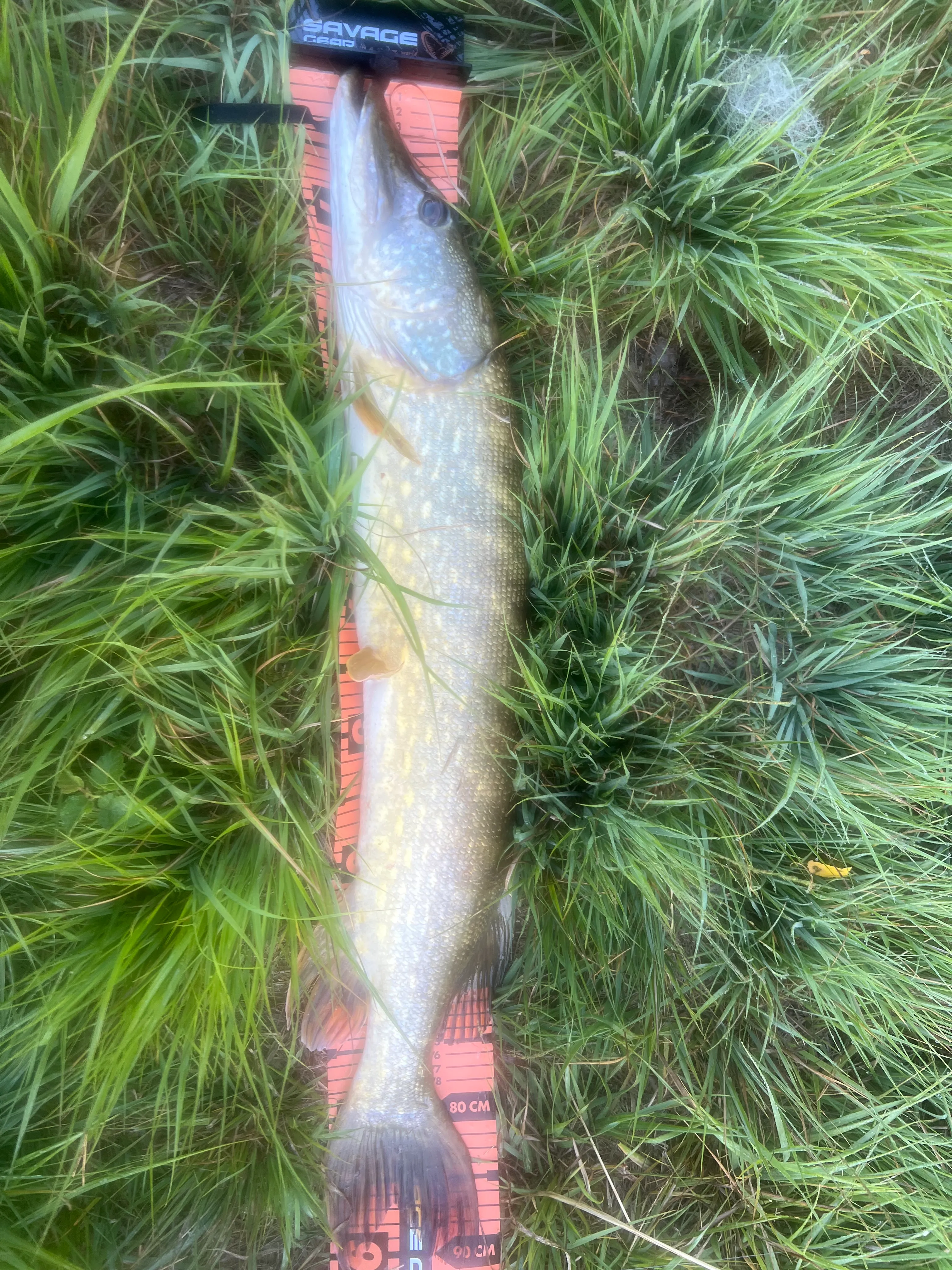 Location en Sologne, deux étangs avec une maison 4 couchages