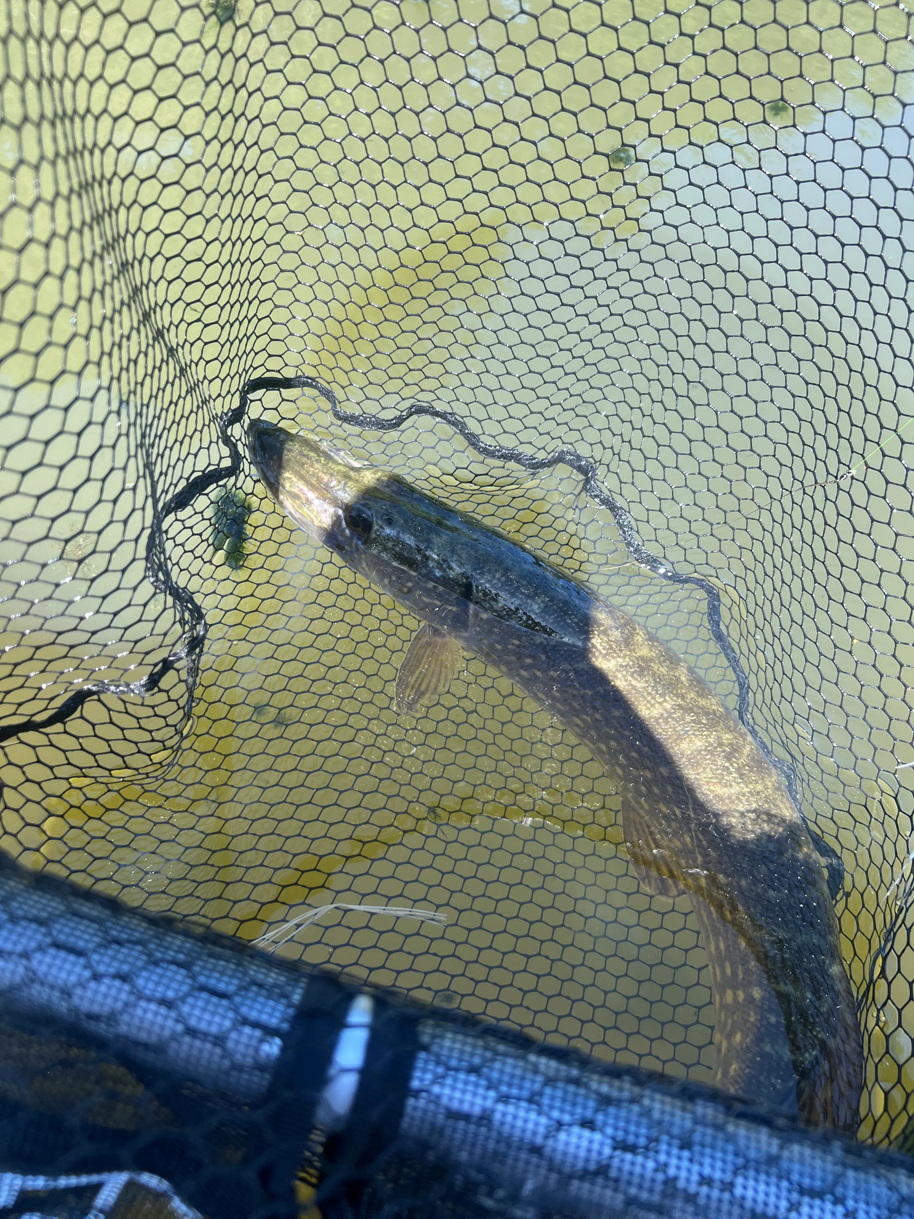 Location étang de 2.7ha en Sologne - Pêche du brochet