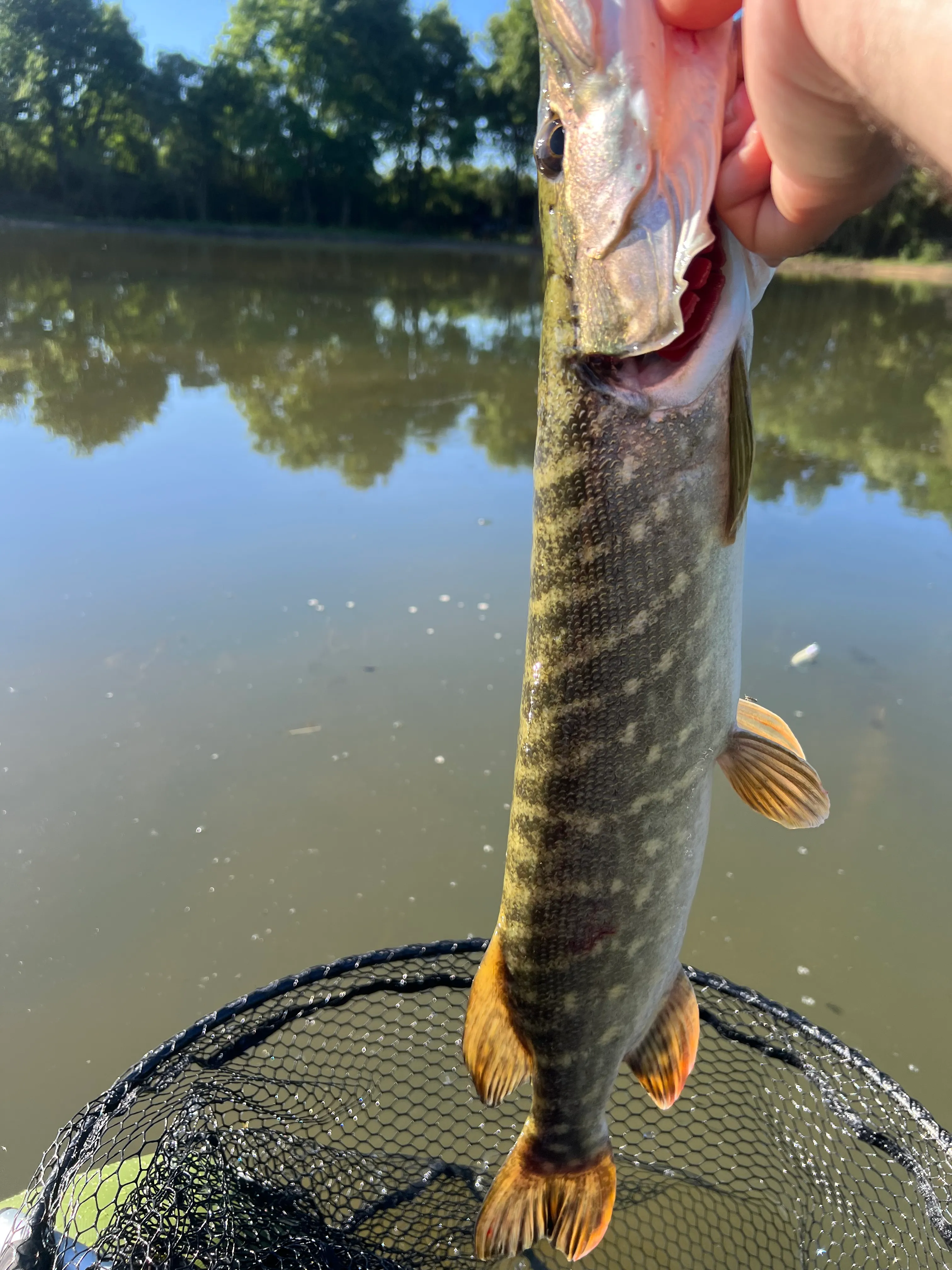 Location étang de 2.7ha en Sologne - Pêche du brochet