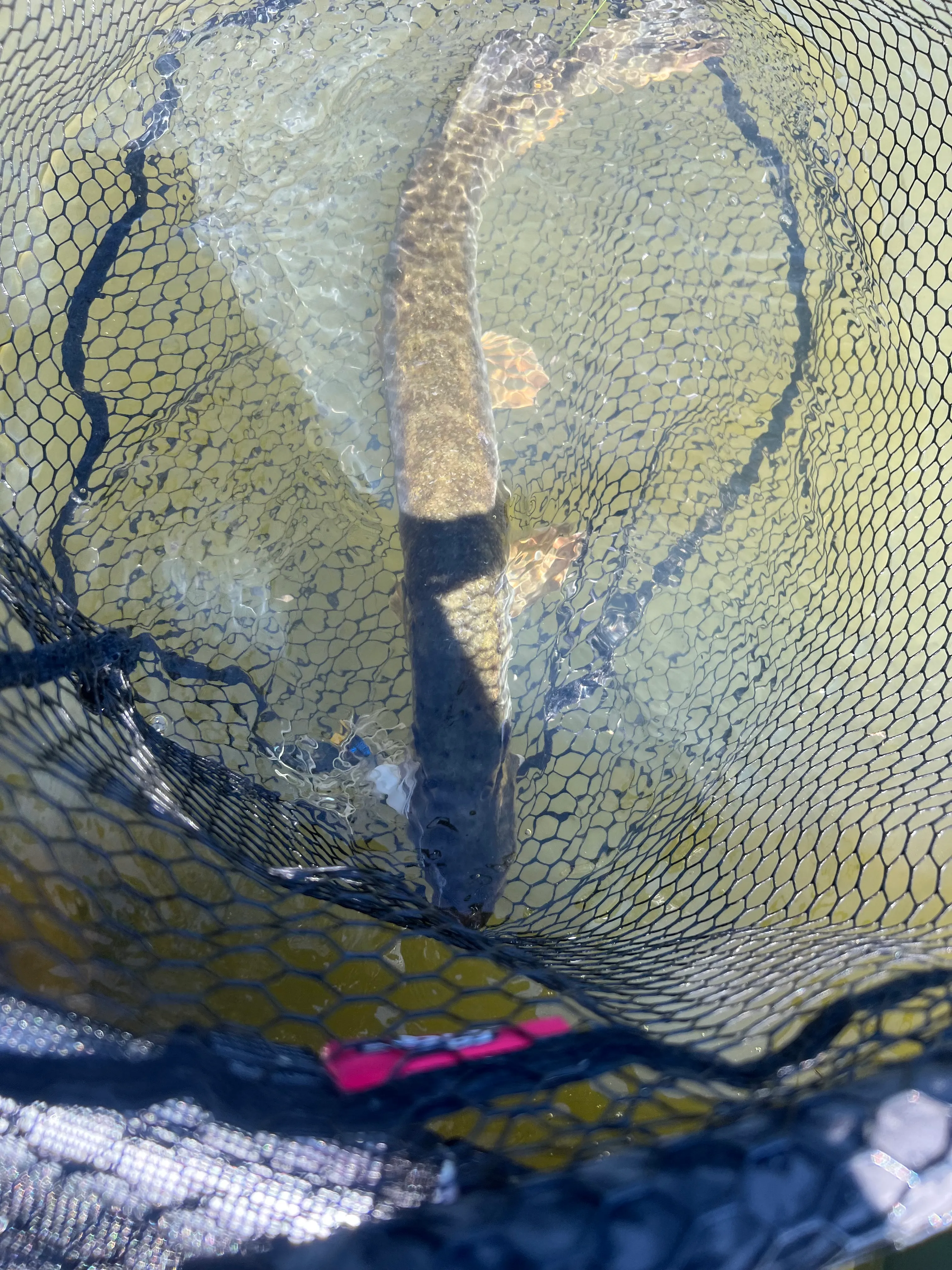 Location étang de 2.7ha en Sologne - Pêche du brochet