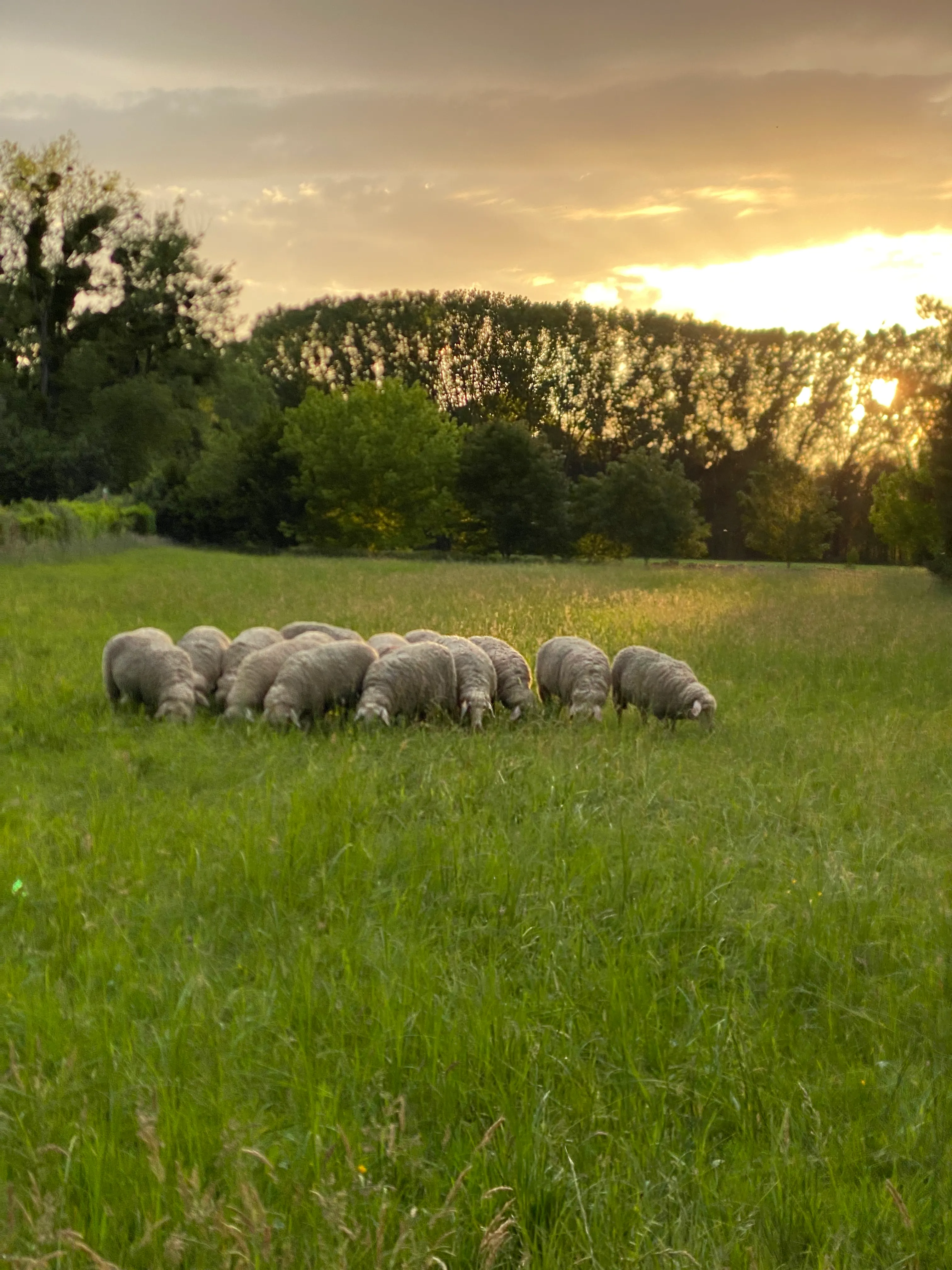 Étangs à louer pour des évènements à 30 min de Strasbourg – Terrain de 3 ha de nature en Alsace