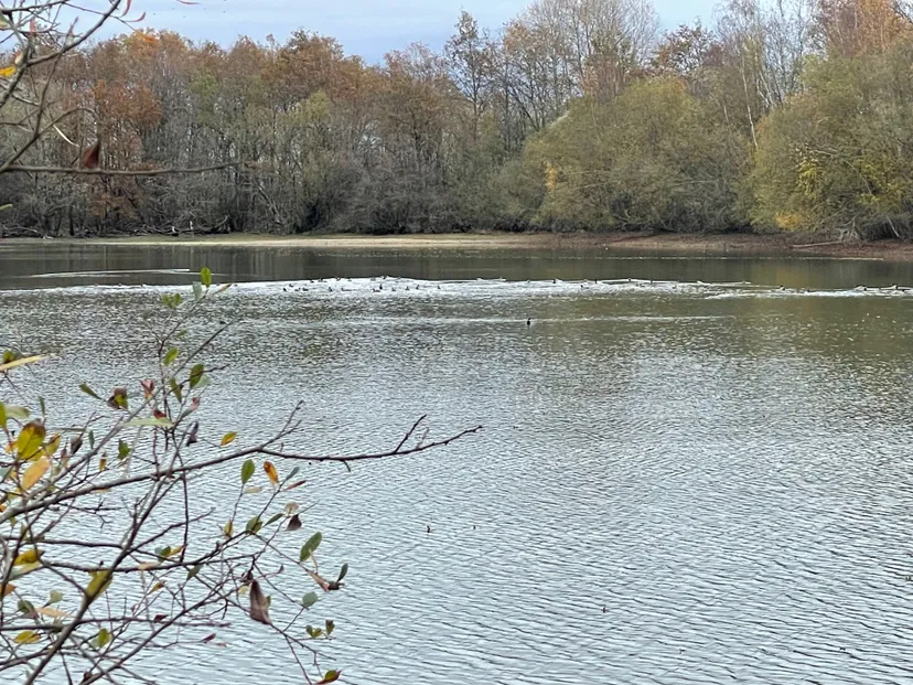 Location étang de 2.7ha en Sologne - Pêche du brochet