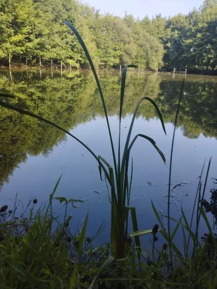 Etang à louer pour les vacances avec son mobil home dans le département de Maine-et-Loire