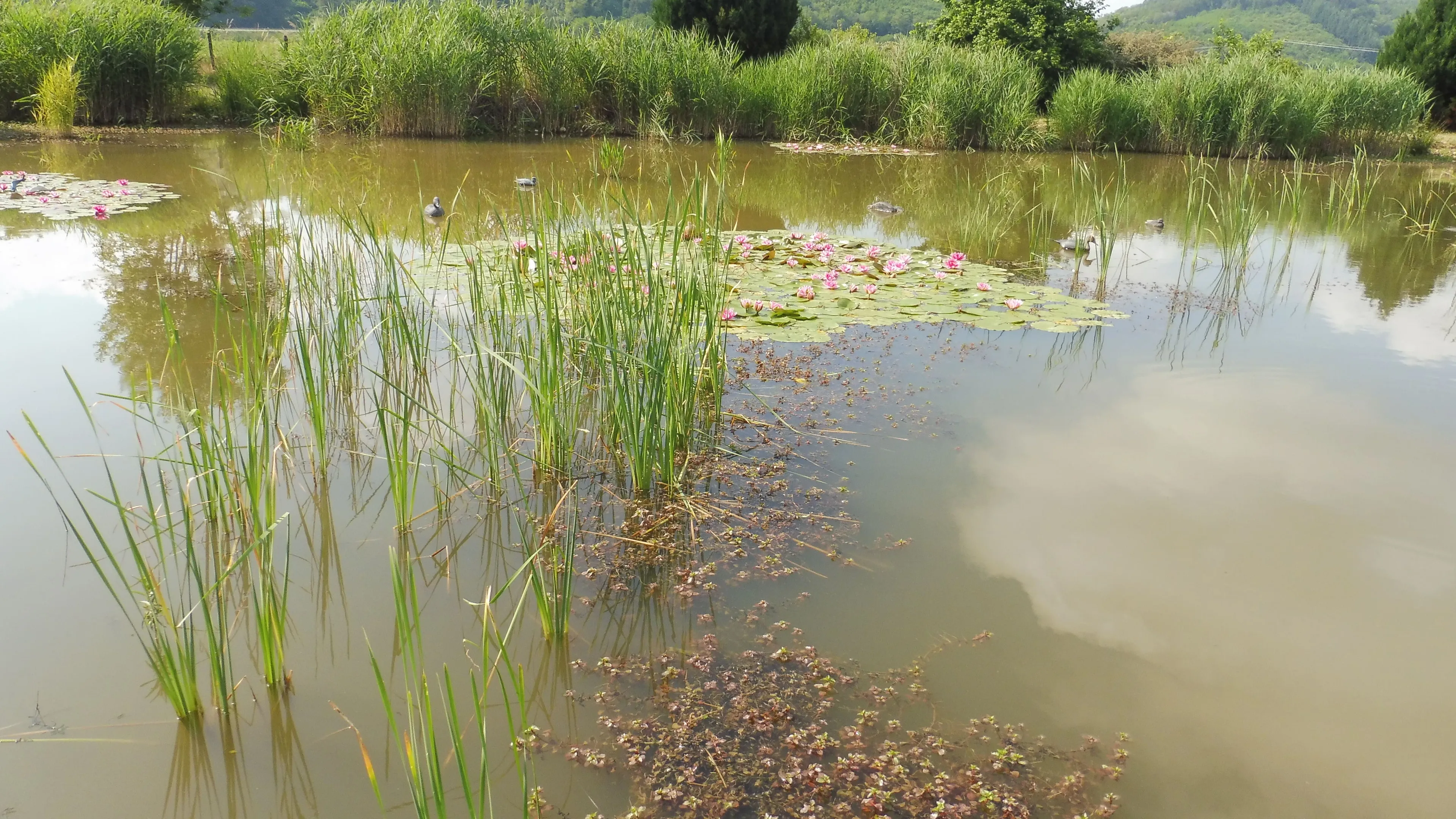 Location d'un étang avec sa cabane en bois à 1h de Lyon