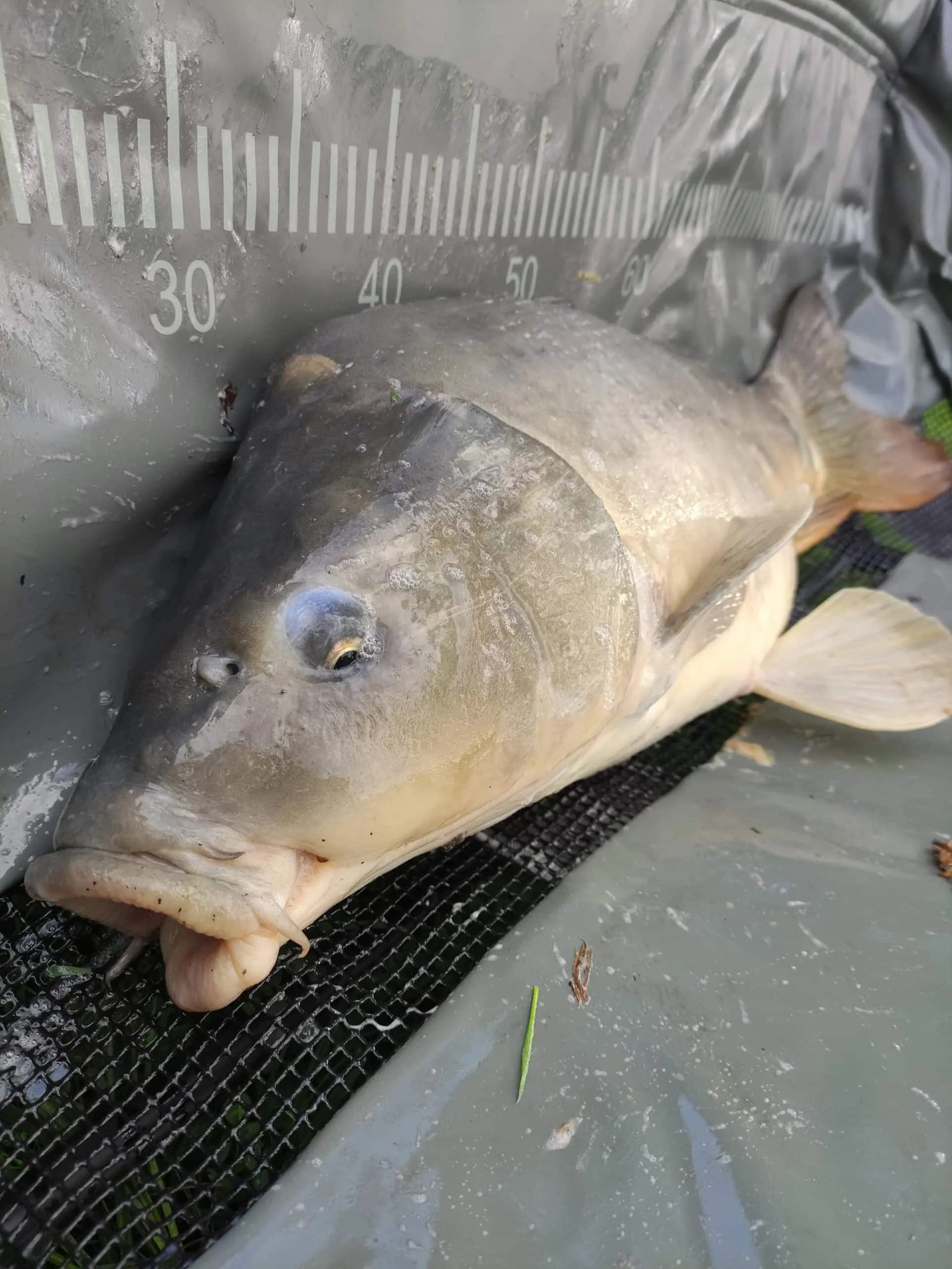 Etang au cœur de la campagne Mayennaise, parfait une journée pêche et barbecue