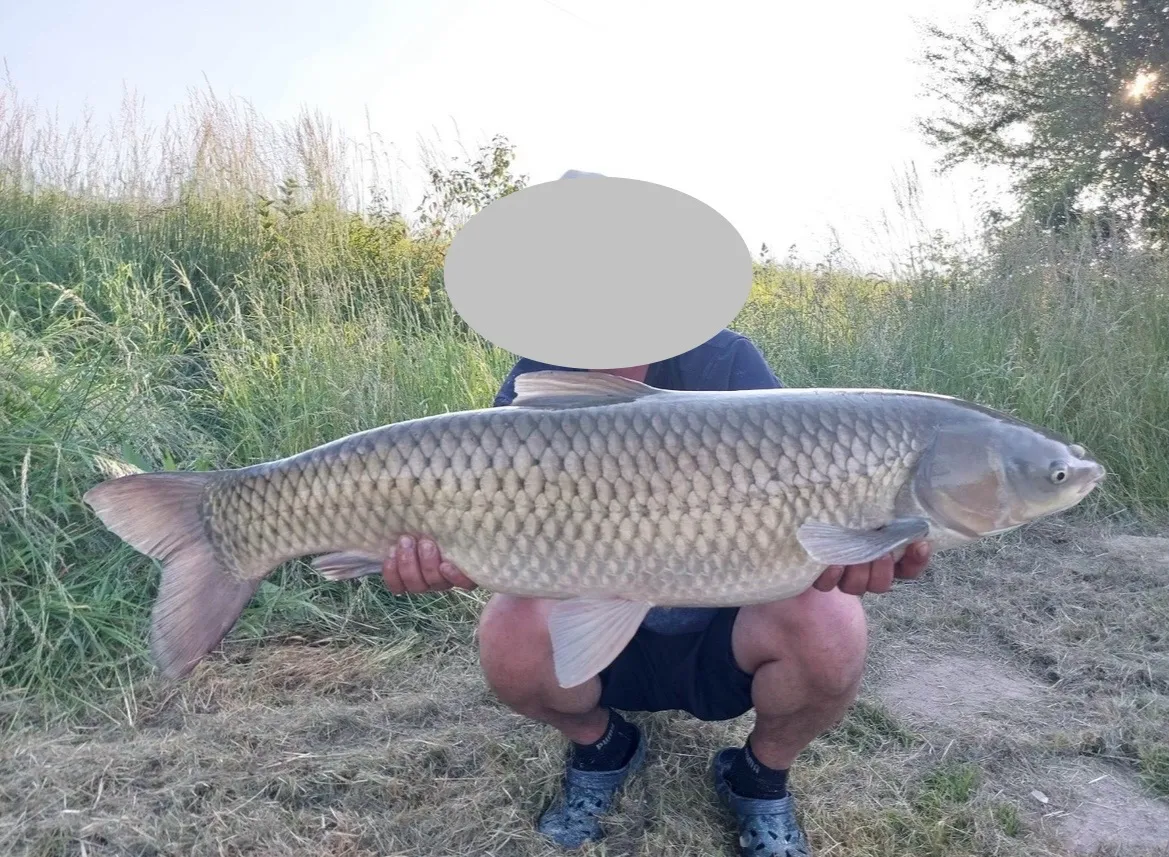 Étang de pêche privé – Carpes/Brochets/Black Bass – Région Grand Est