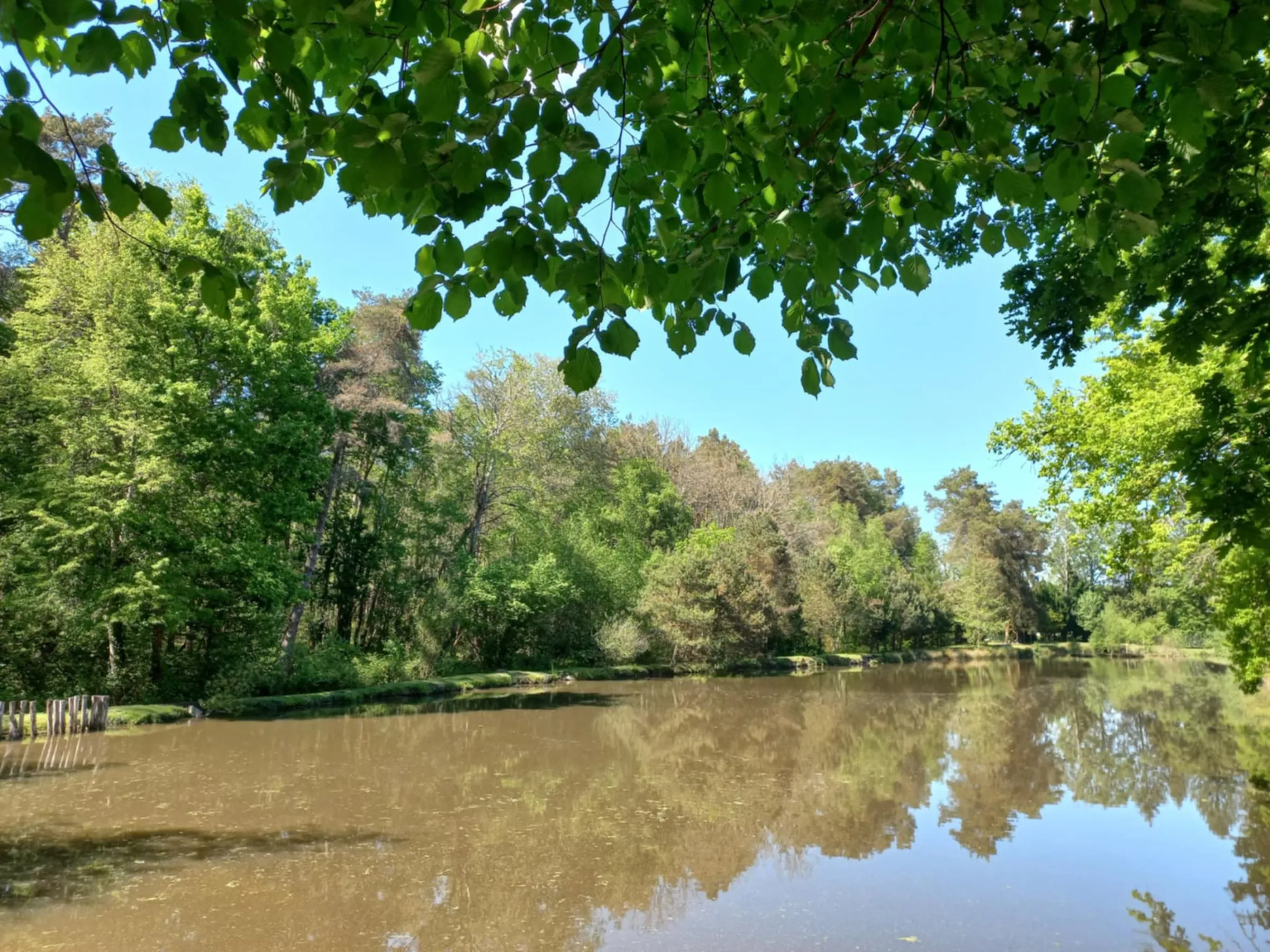 Terrain de loisir avec étang au calme pleine foret