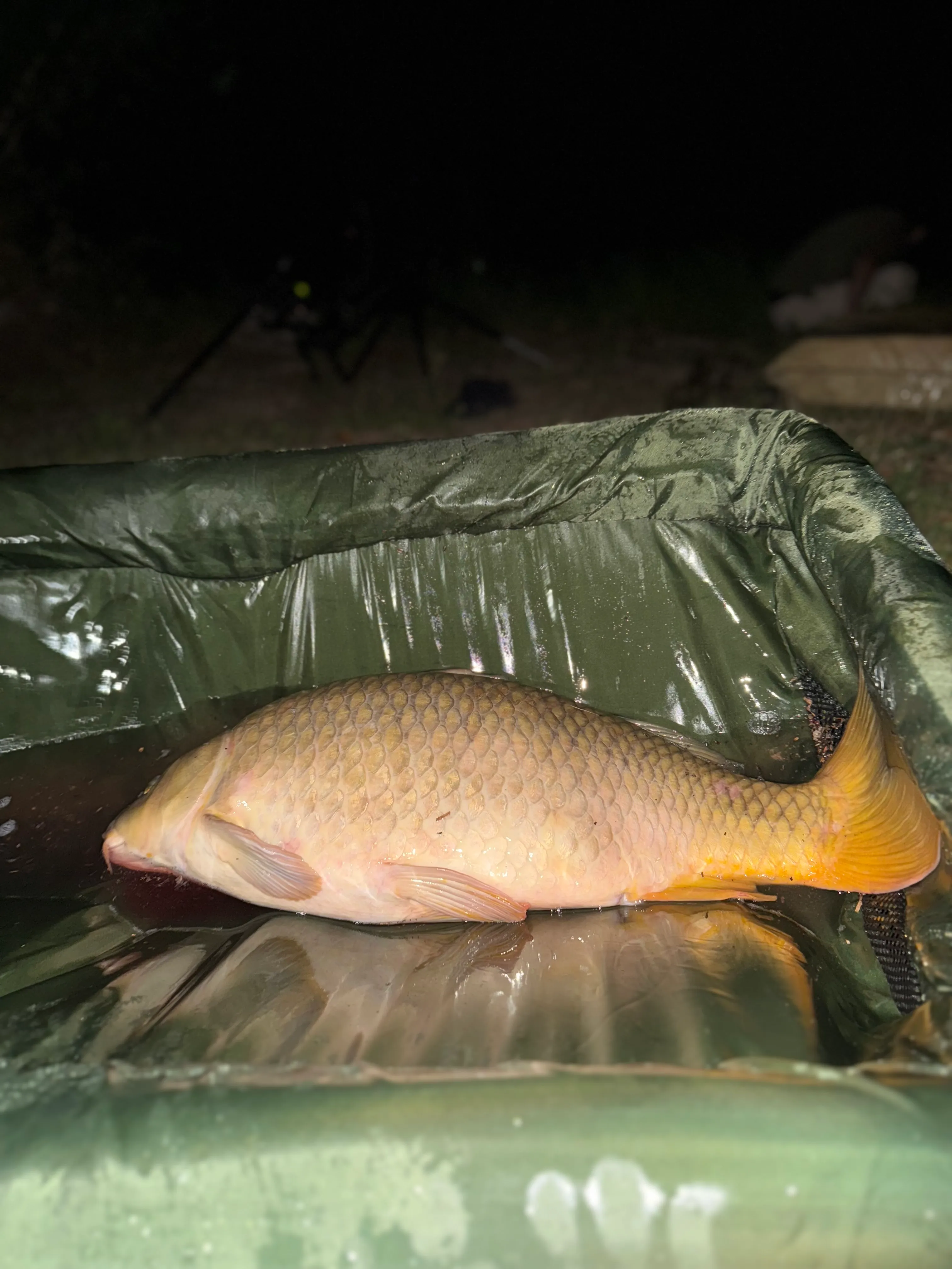 Private closed pond from 7.41 ac to 1h from Paris with lodge, showers, toilets and large country tables