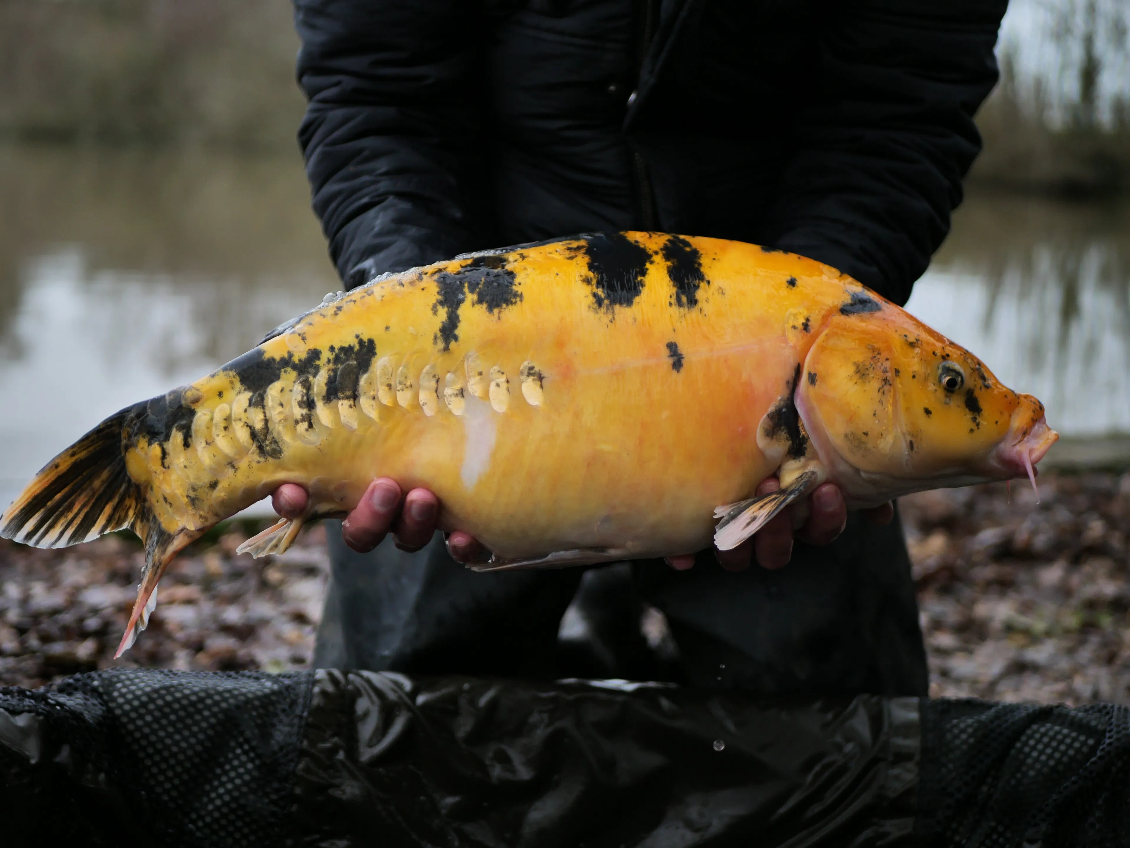 Etang d’1Ha en location totalement privatisé !