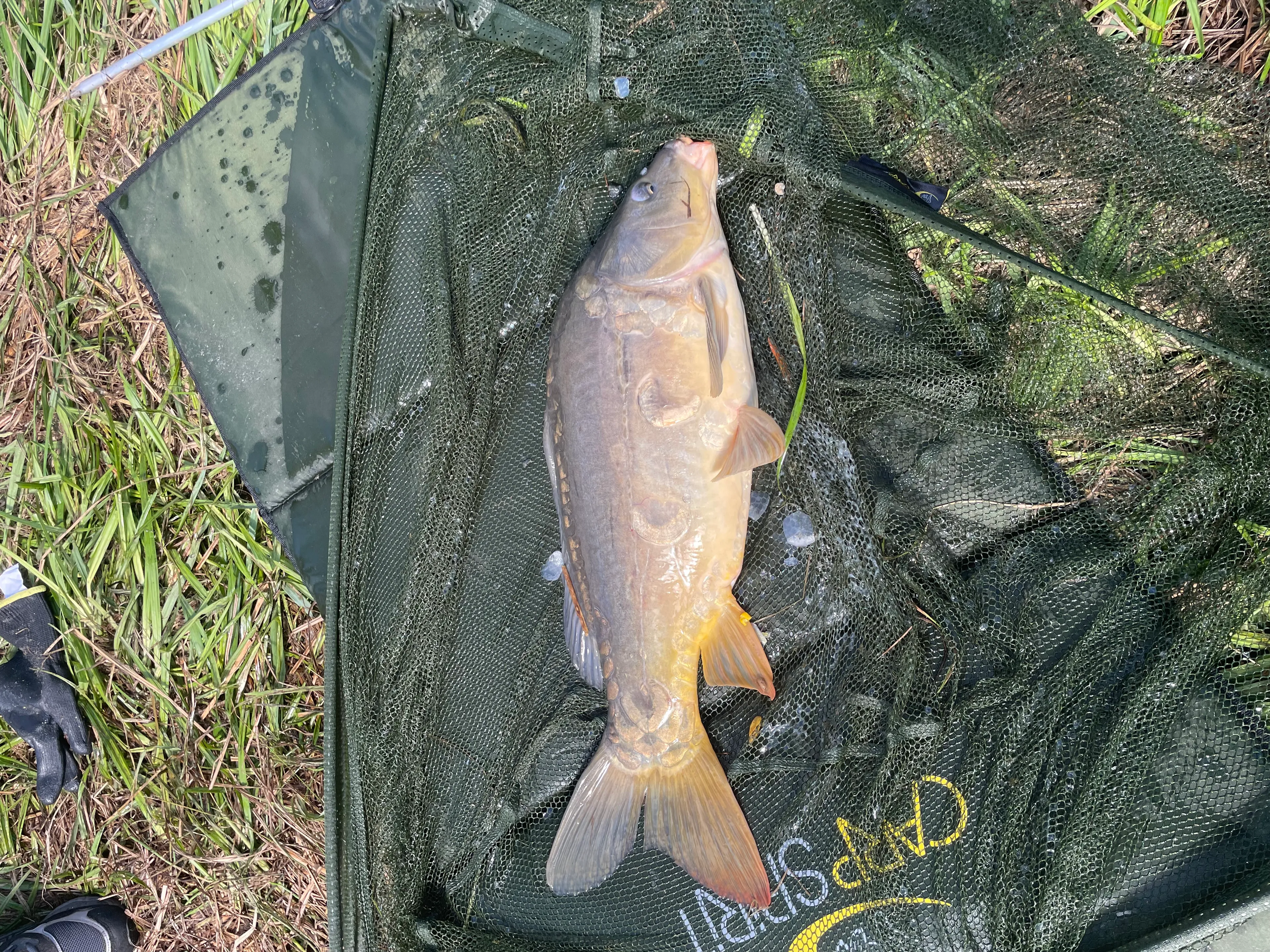 Fishing pond for rent next to Reims