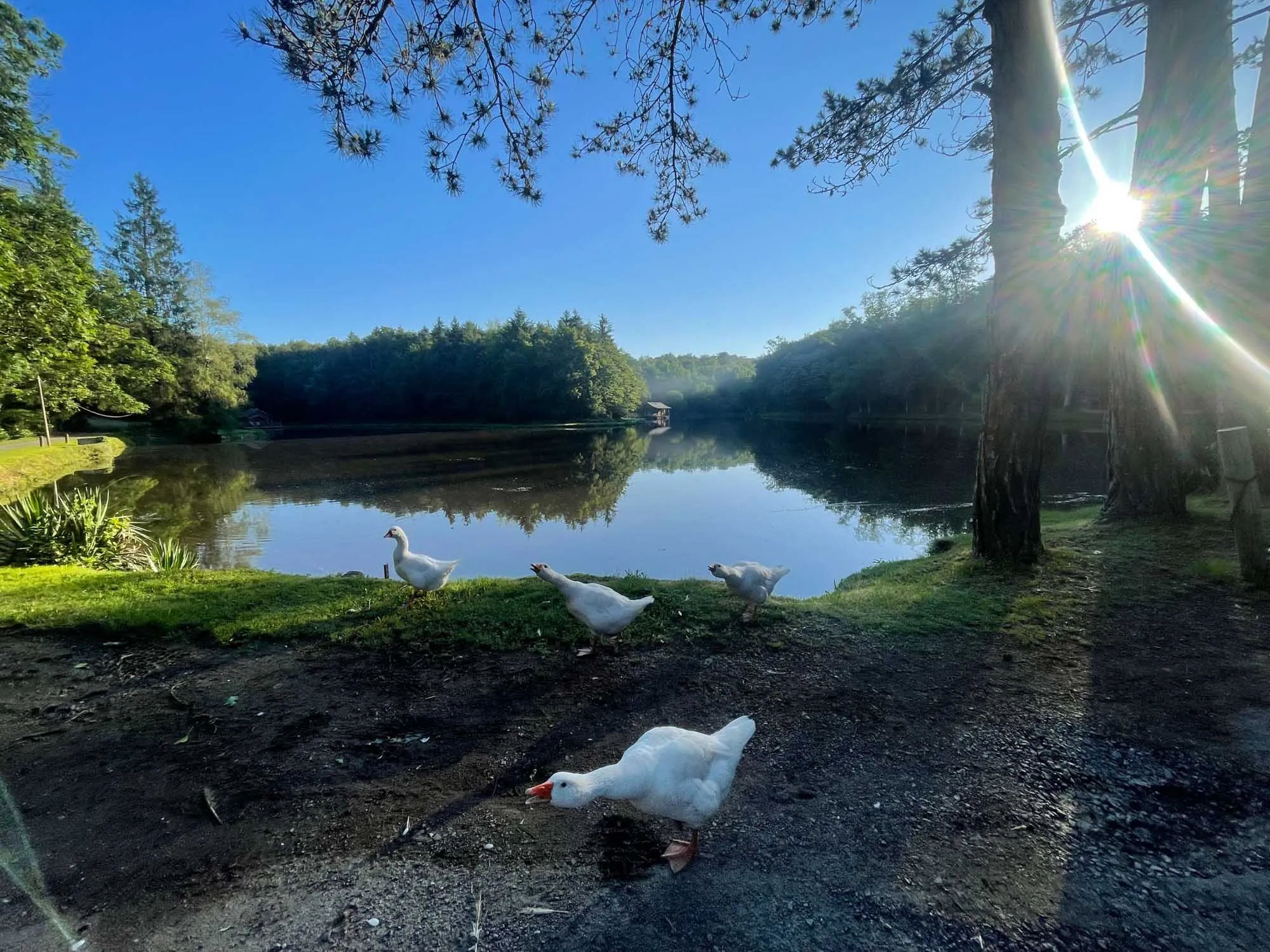 Magnifique cabane perchée dans les arbres de 2 à 6 couchages