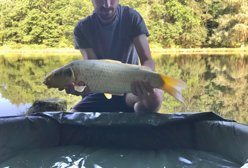 Cabane dans les chênes avec accès à un étang de pêche 4 ha