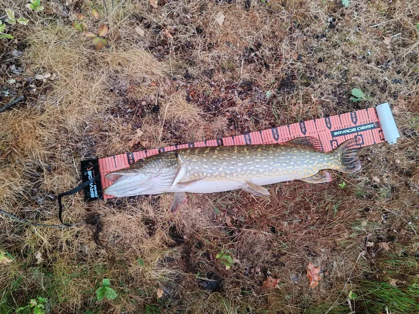 Évasion nature et pêche dans un lodge d’exception