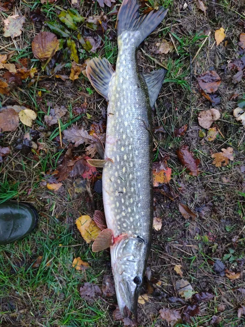 Cabane pour 4 personnes avec étang de pêche très poissonneux