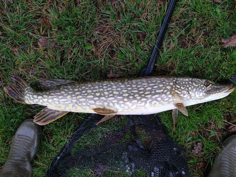 Cabane pour 4 personnes avec étang de pêche très poissonneux