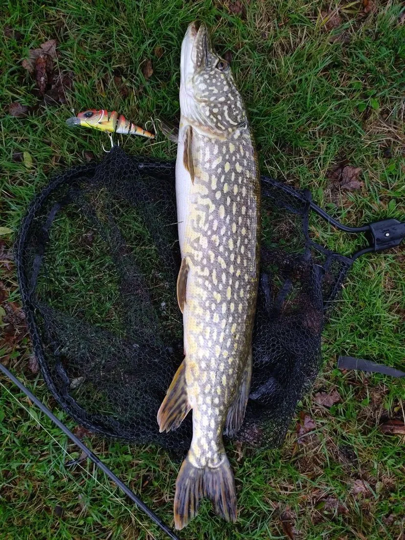 Cabane pour 4 personnes avec étang de pêche très poissonneux