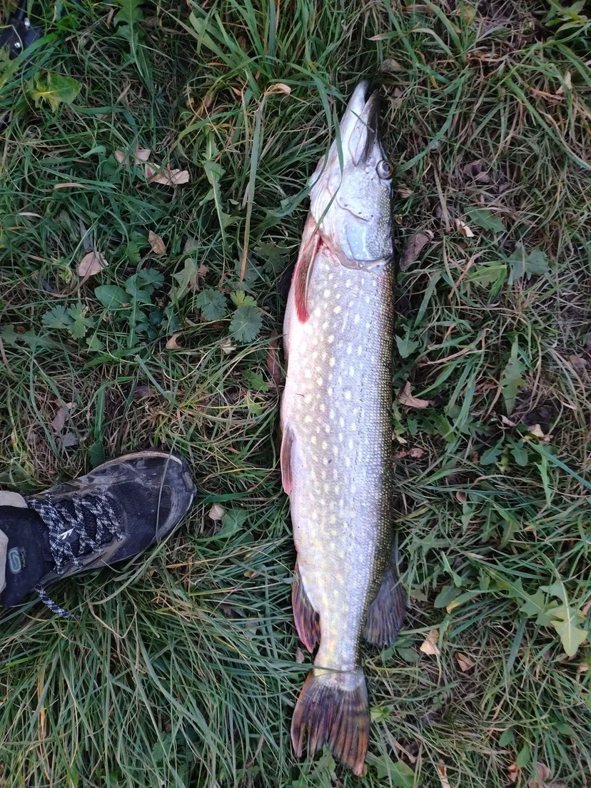 Cabane pour 4 personnes avec étang de pêche très poissonneux
