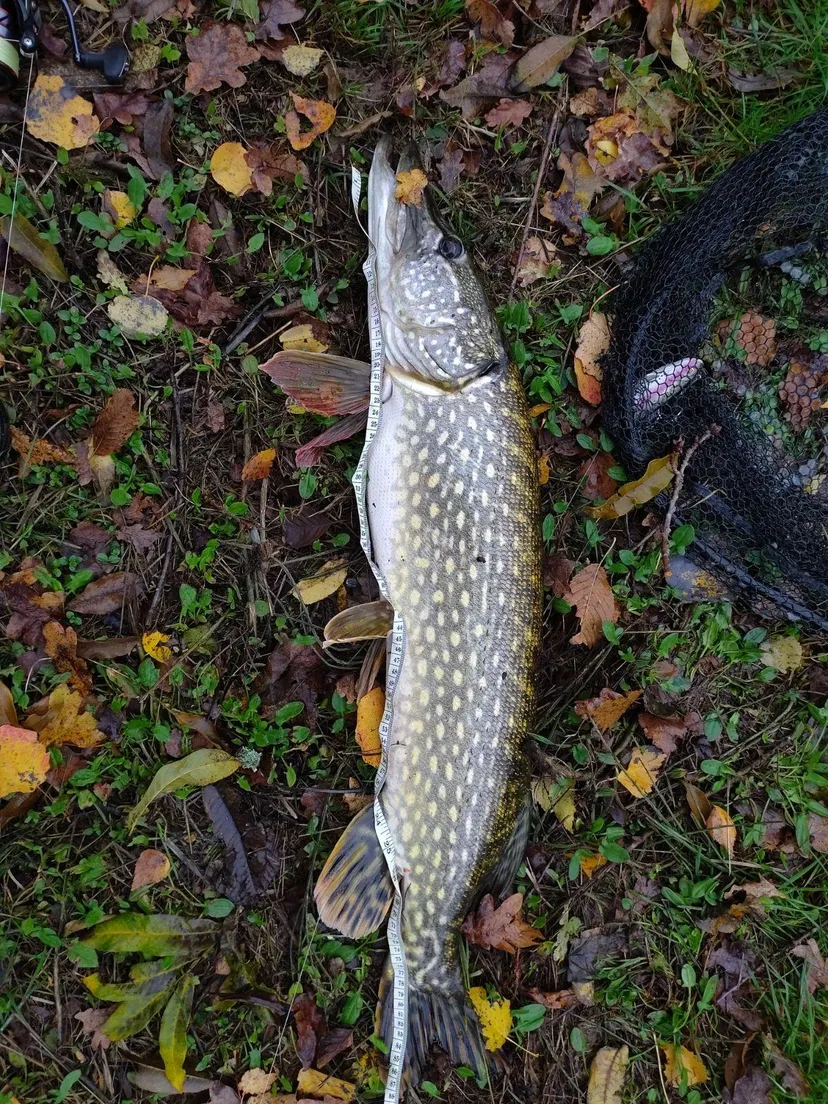 Cabane pour 4 personnes avec étang de pêche très poissonneux