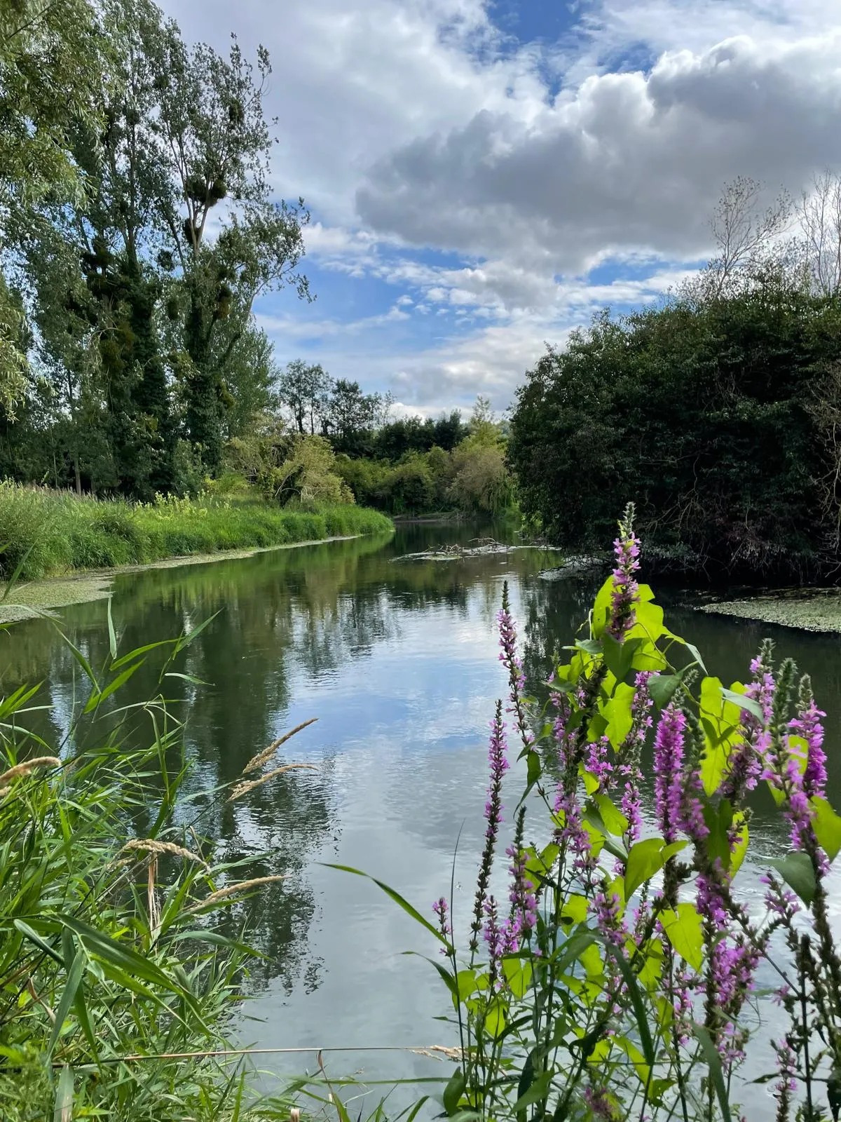 Private pond rental 12.43 miles from Reims, very large population of carnassiers