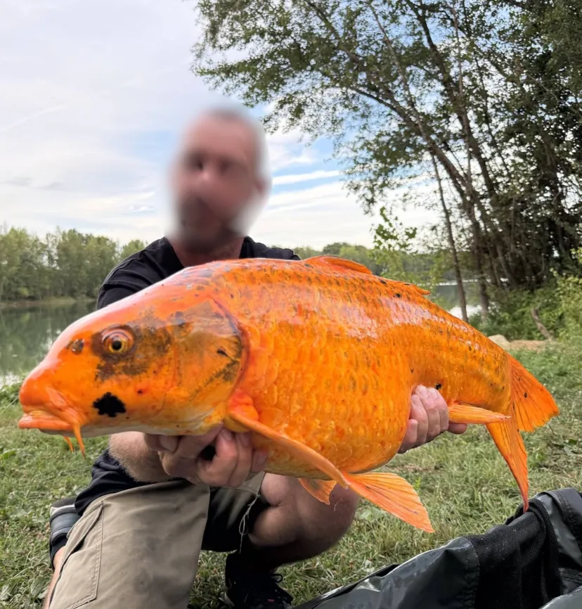 Poste de pêche au bord d'un plan d'eau privé de 17ha