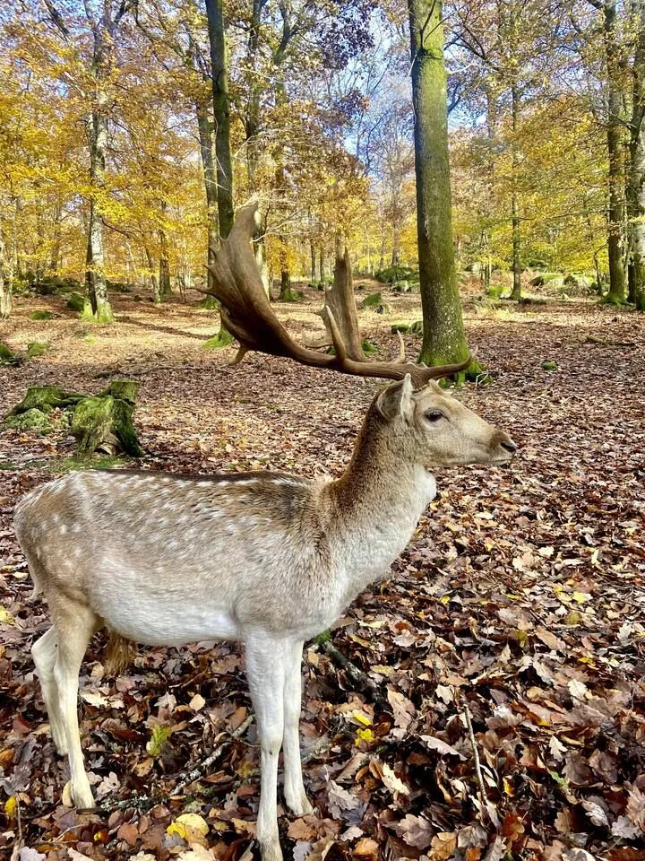 Grand gîte à louer dans le Morvan – 14 couchages, 3 étangs, 7 hectares de nature